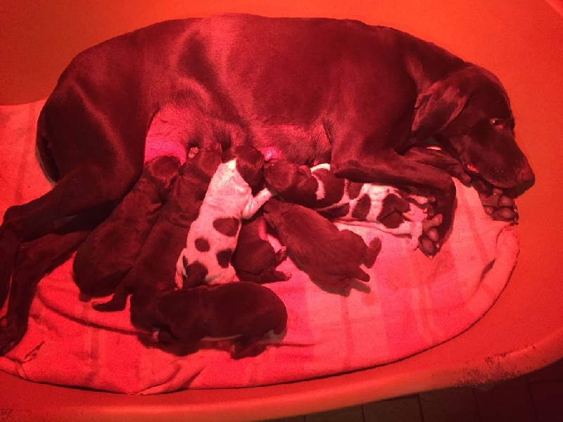 chiot Braque allemand à poil court De L'Orée De Bouteau