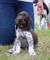 Rémus (Chiot collier Gris)